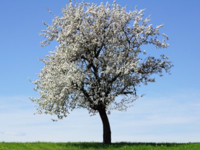 Testament und Vermächtnis